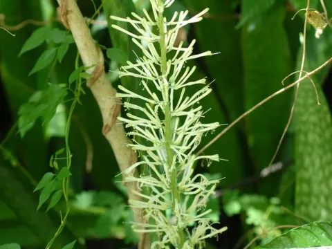 Sansevieria