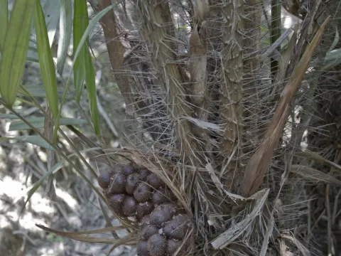 Salak
