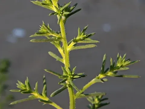 Saltwort