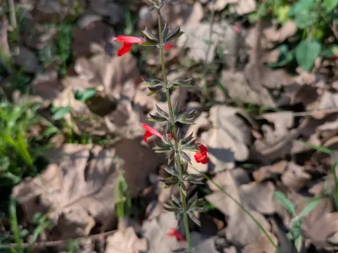 Sage