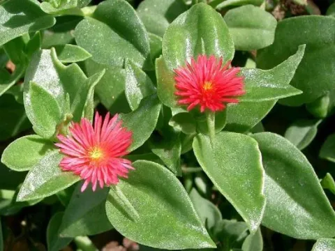 Aptenia