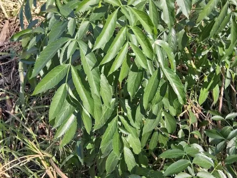 Elderberry