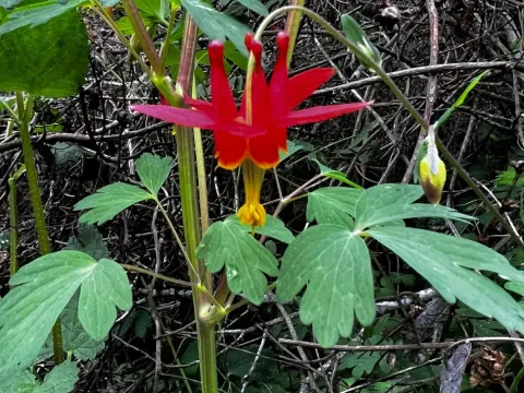 Columbine