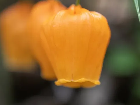 Sandersonia