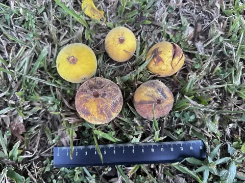 Santol