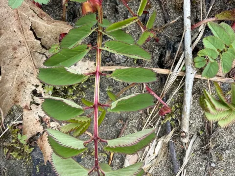 Great burnet