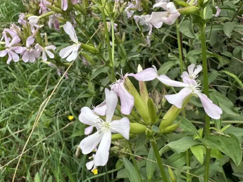 Soapwort