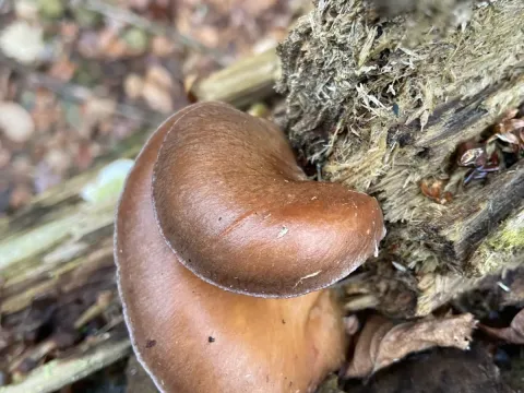Sarcomyxa