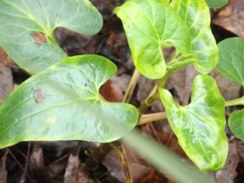 Lizard's tail