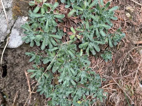 Saxifrage
