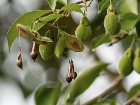 Aquilaria