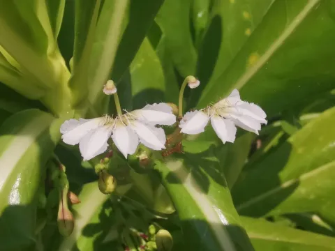 Scaevola