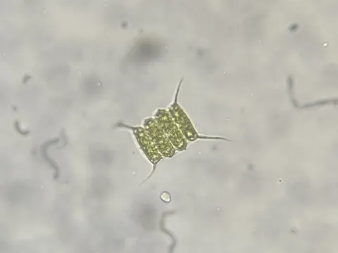 Scenedesmus