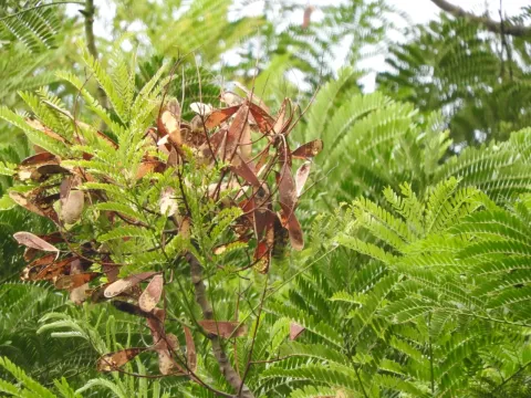 Schizolobium