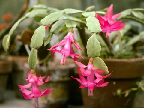 Schlumbergera