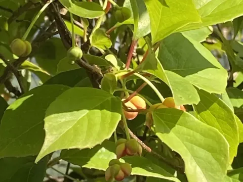 Лимонник китайский