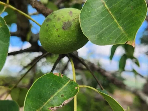 Sclerocarya