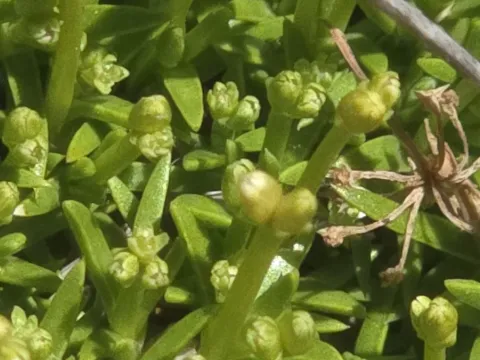 Scleranthus