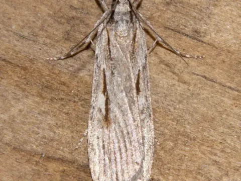 Scoparia