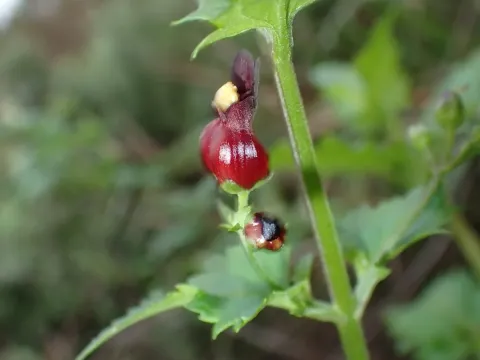 Figwort