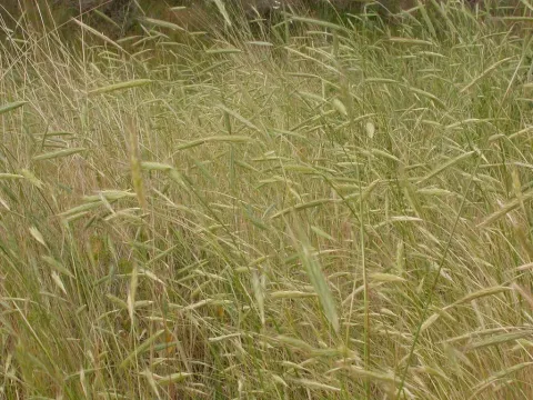 Rye
