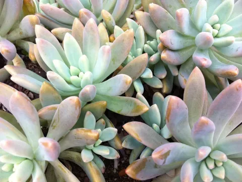 Sedeveria