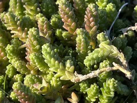Sedum
