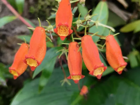 Seemannia