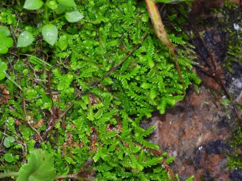 Selaginella
