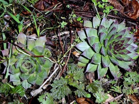 Houseleek