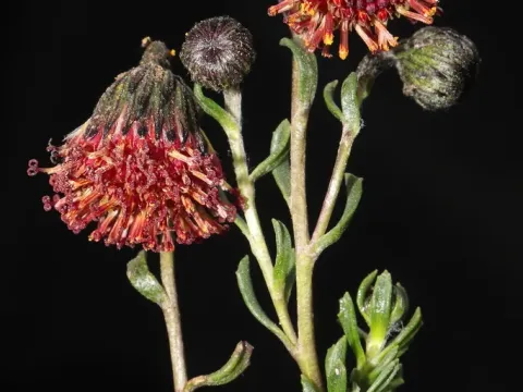 Senecio