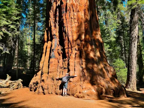 Redwood