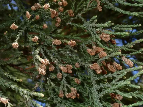Giant sequoia