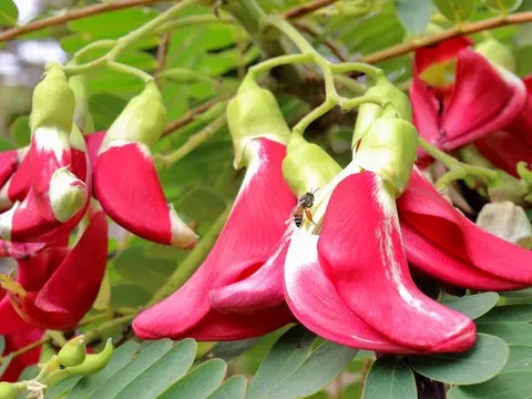 Sesbania