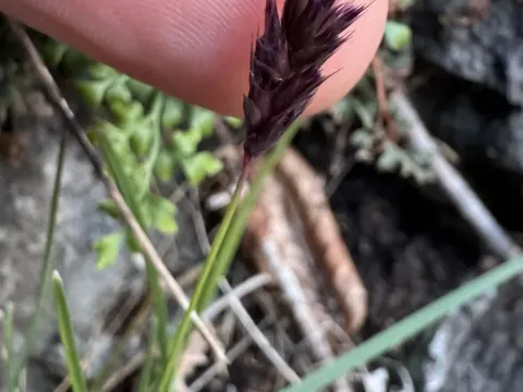 Sesleria