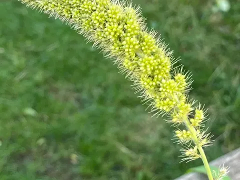 Foxtail millet