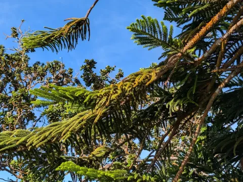 Araucaria