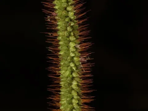 Yellow foxtail