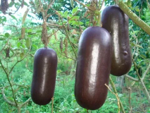 Sicana