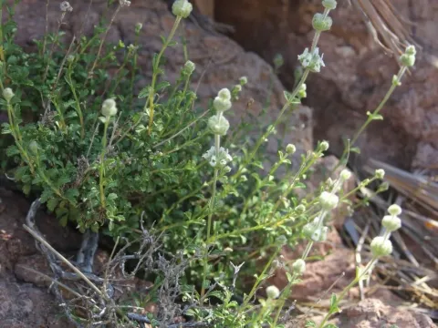 Sideritis