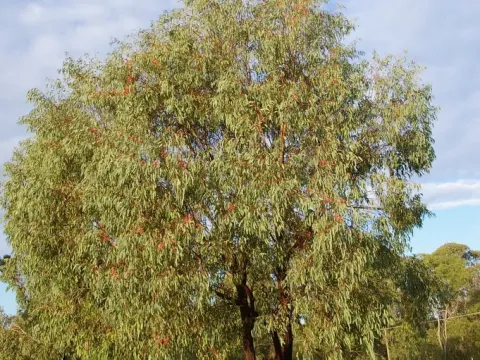 Sideroxylon