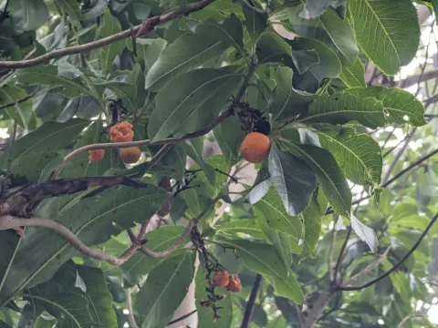 Суничник