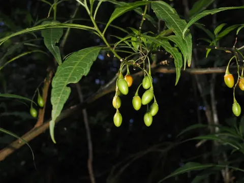 Kangaroo apple
