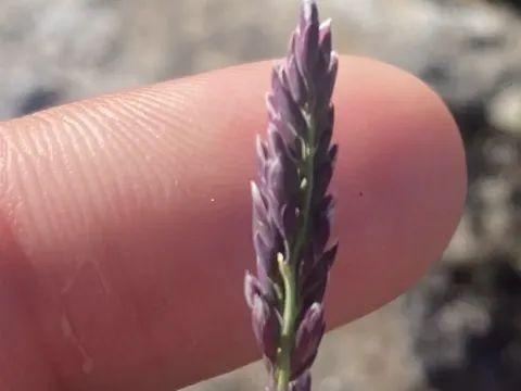 Arctagrostis