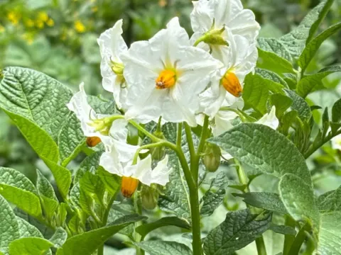 Potato