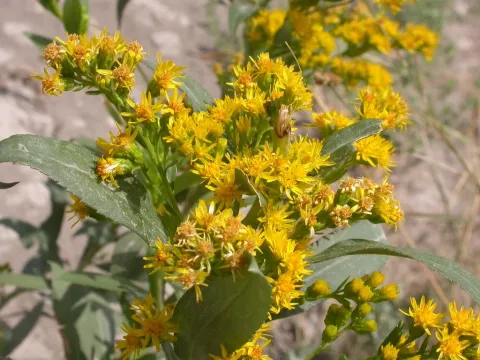 Goldenrod