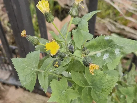 Sow thistle