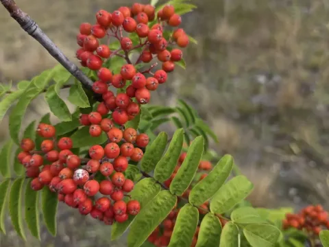 Rowan
