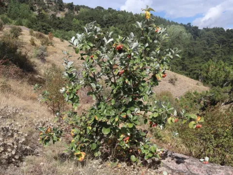 Crimean rowan