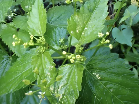 Spananthe